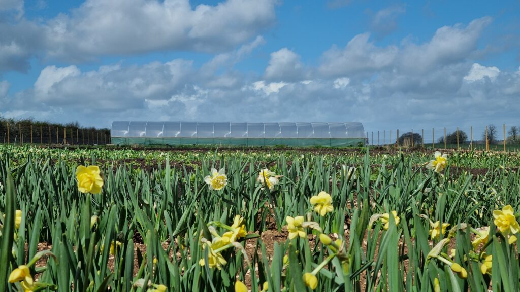 Blue skies and the first few daffodils on a glorious early March day at Featherstone Flowers