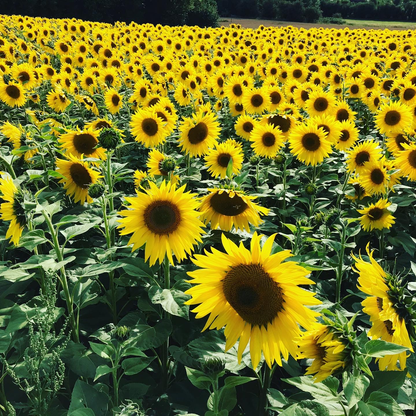 Sunflowers at Punchbowl Farm
