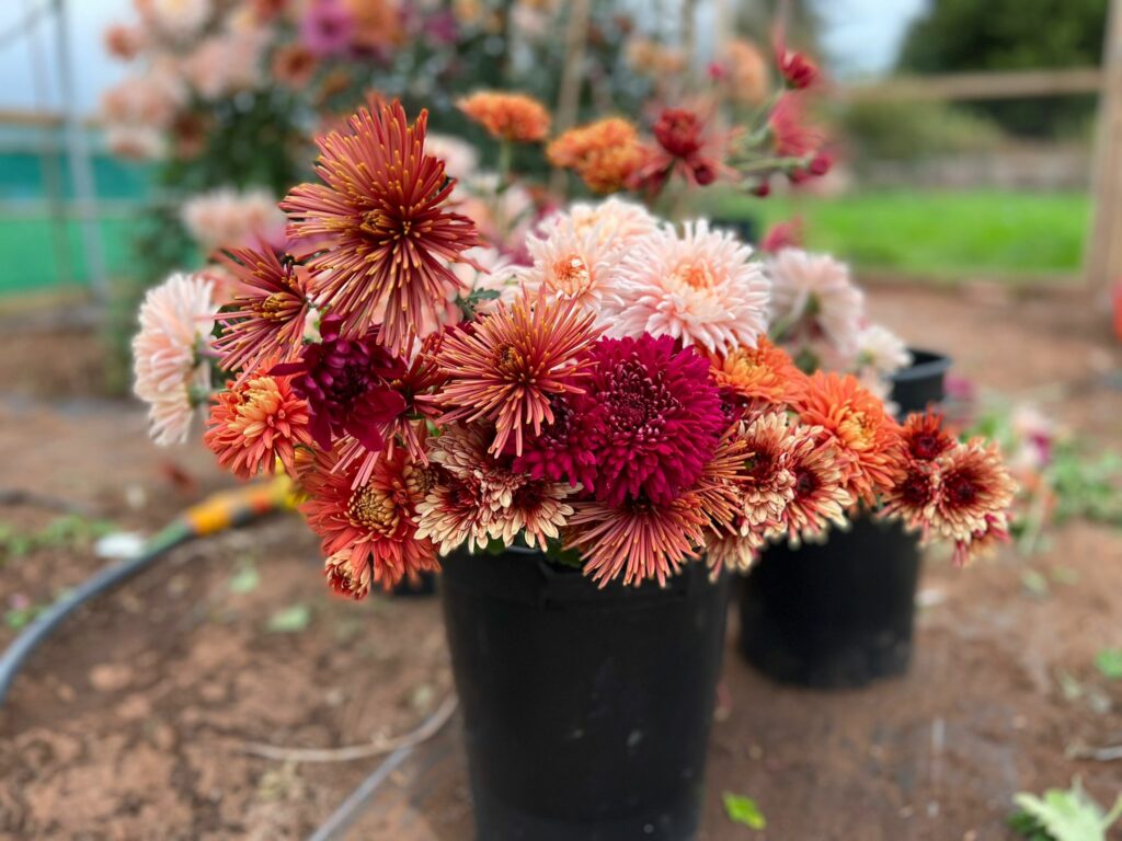 A bucket of red, bronze and pink Chrysanthemum flowers grown by Pauntley Petals in Gloucestershire.