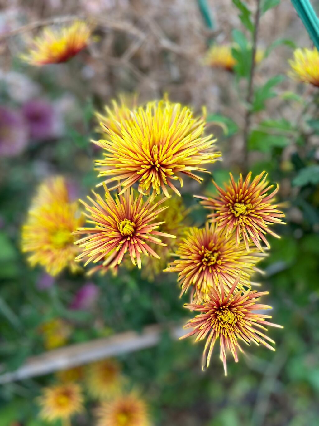 Yellow and bronze chrysanthemums with long petals are in bloom at Pauntley Petals in Gloucestershire.