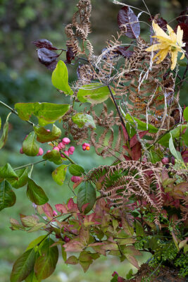 bright pink spindle berries stand out against the coppery tones of bracken in this detail from Belton Bloom's autumnal arrangement.