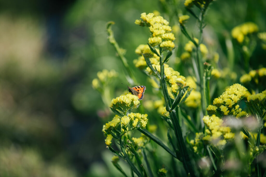 An orange butterfly sits on bright yellow statice flowers.
