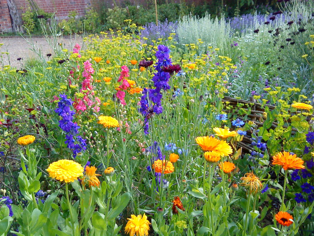 A riot of colour in the cutting bed at Catkin in summer. In the foreground are larkspur, pot marigolds, green bupleurum and blue cornflowers.