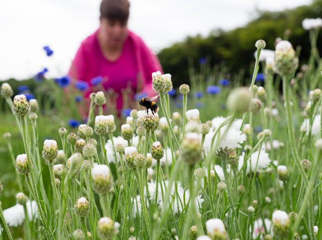 Claire of Plantpassion works in her flower field in Surrey