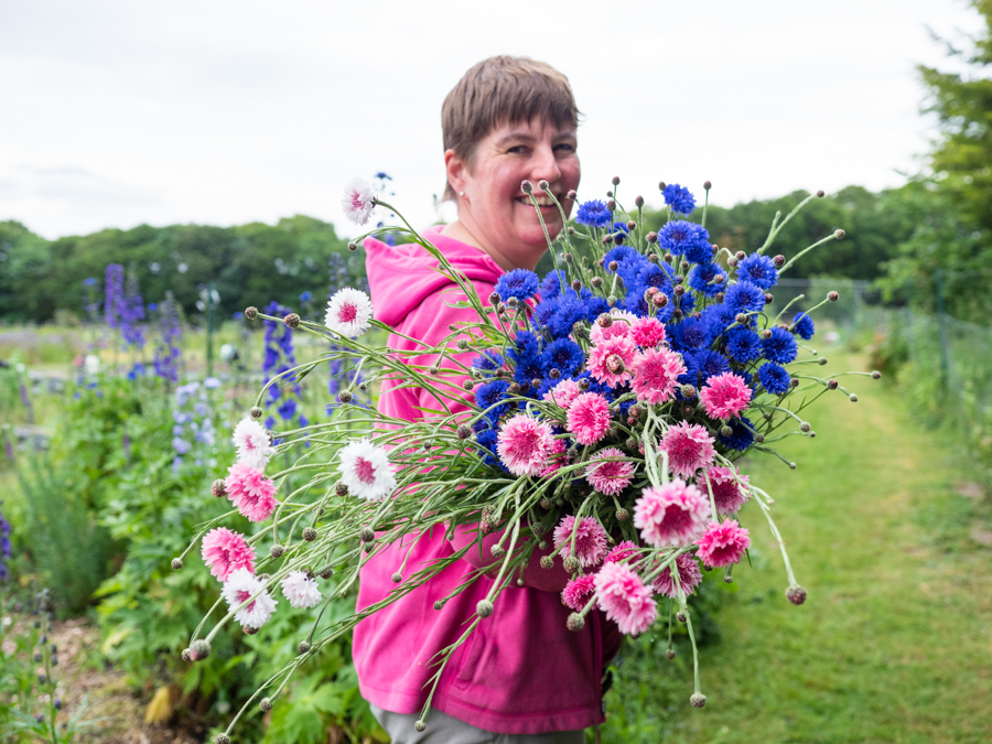 Claire holding a large bundle of mixed colour pink and blue cornflowers. Photo by Kerry J photo