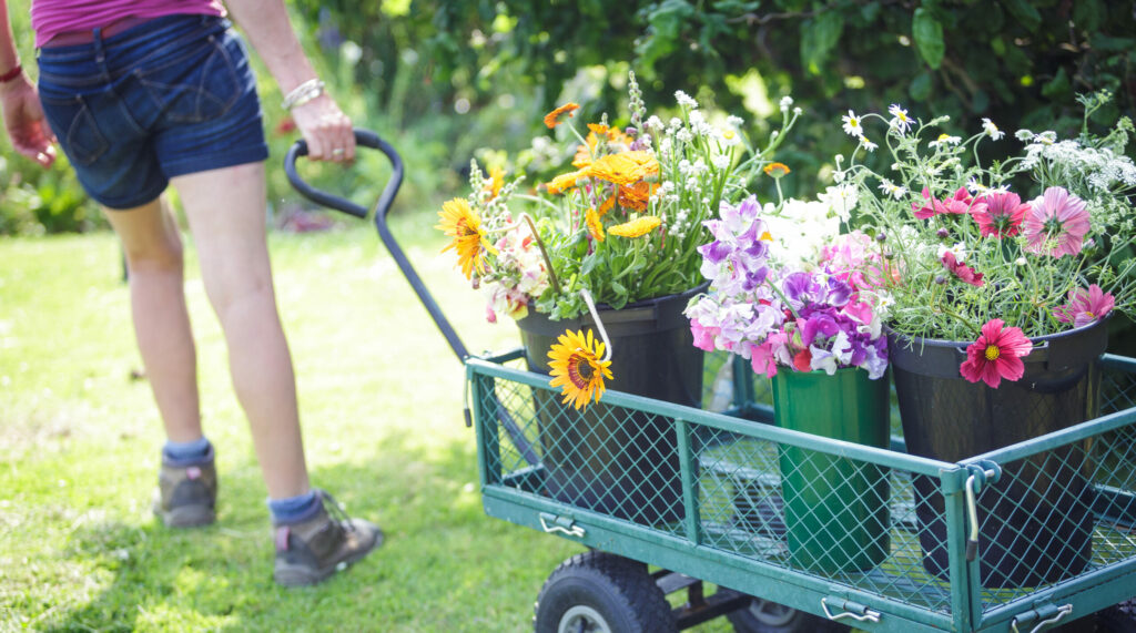 Fiona of Cotswold Country Flowers pulls her laden flower trolley down the grass path on her artisan flower farm. The buckets it carries are brimming with scented sweet peas, cheery pink cosmos daisies and yellow sunflowers - all ready to become bouquets, wedding flowers and special gifts for her local customers.
