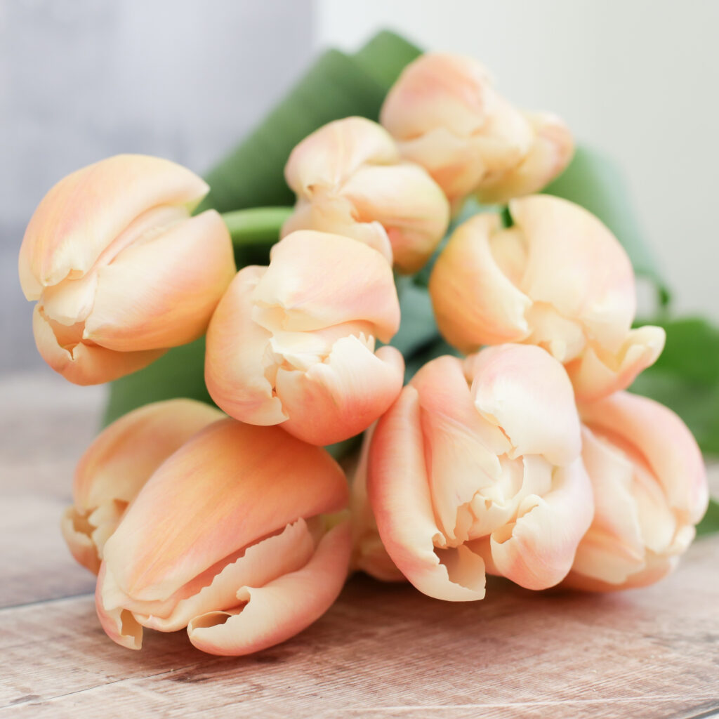 A simple bunch of blush apricot tulips from artisan flower grower Cotswold Posy Patch.