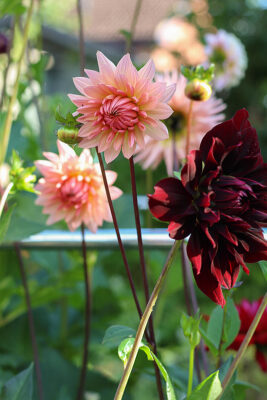 The perfectly peachy dainty form of this dahlia called preference contrasts in this flower bed with the dramatic dark burgundy colour of the decorative dahlia 'Rip City'.