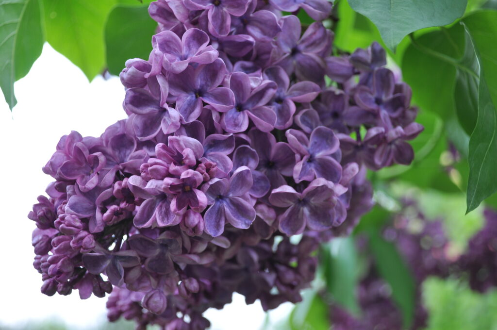 Purple lilac blossom is a great UK grown cut flower and is seasonal in mid to late spring in the UK