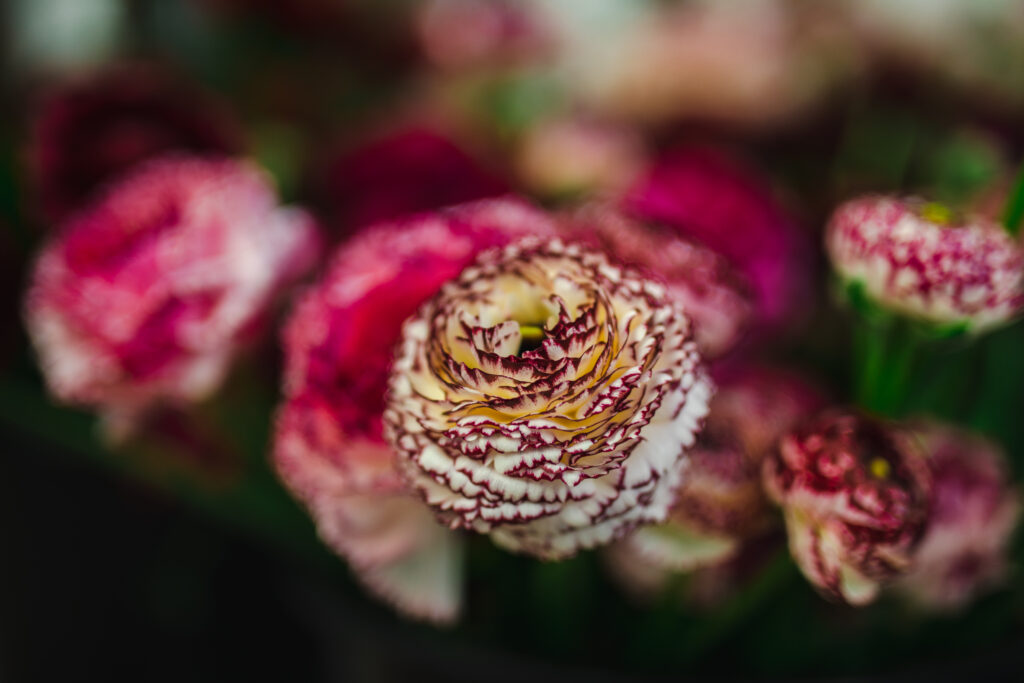 Regal ranunculus are the queens of spring! Here are cream picotee varieity with a crimped deep purple edge was a perfect ingredient for the coroanation flower displays for King Charles III.