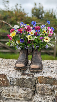 A pair of well worn boots filled with colourful pink, yellow and blue flowers stand on a weathered stone wall in the welsh countryside.