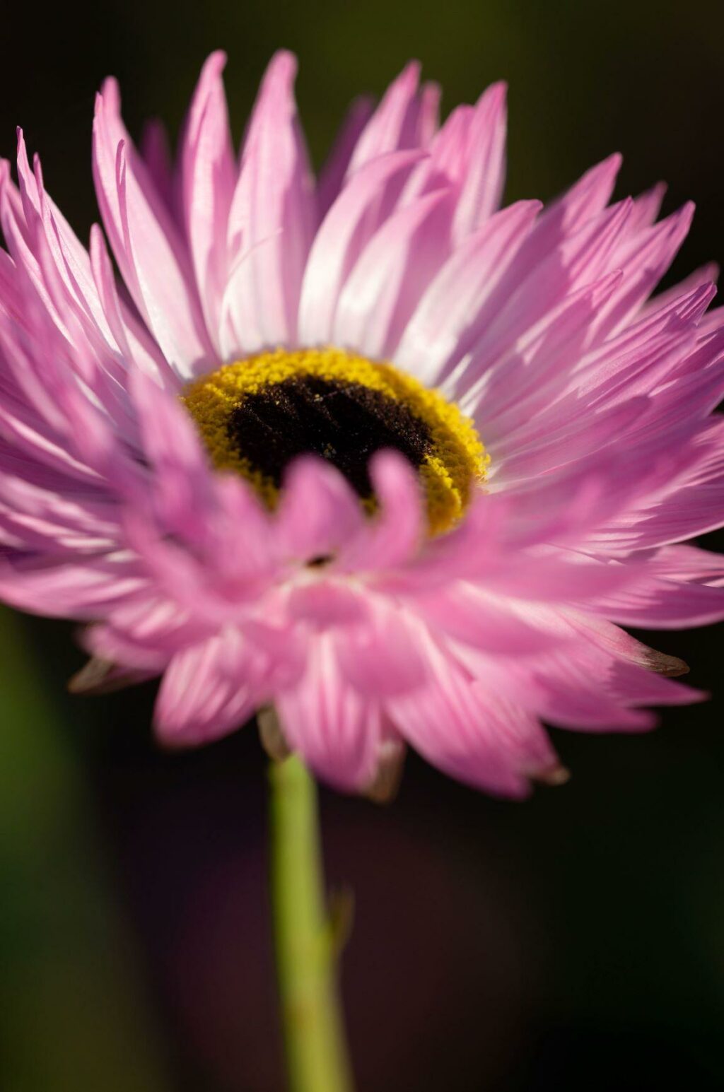 Gordon Castle grows pink daisy like acroclinium as a cut flower to use both fresh and dried.