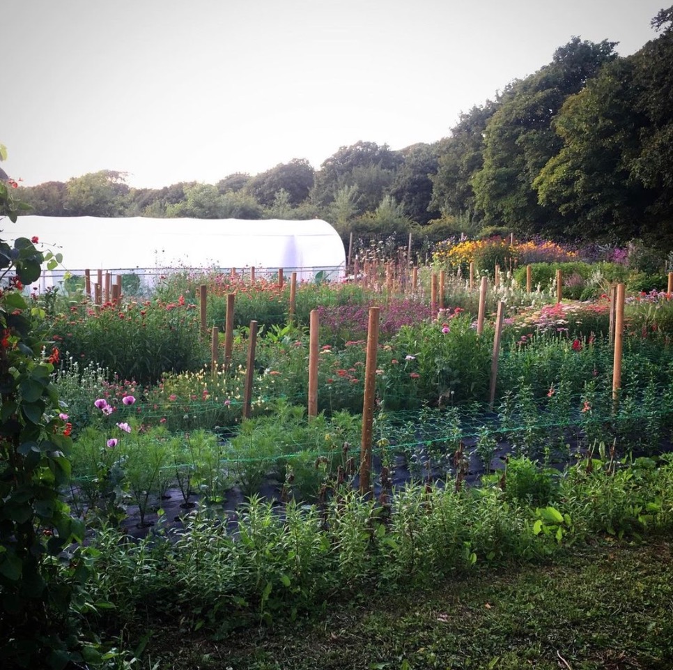 The flower plot at Green Rabbit Flowers glows softly with poppies and larkspur as evening approaches over the polytunnel.