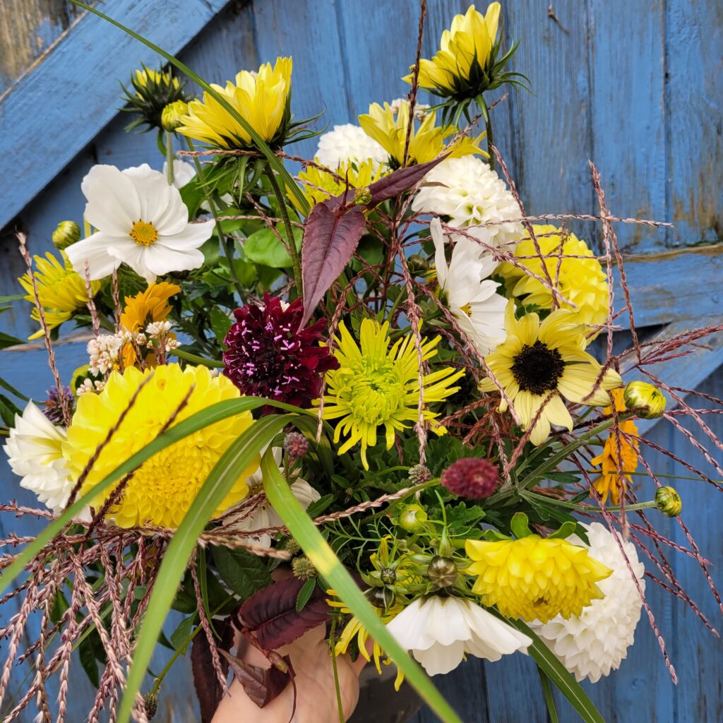Zingy yellow sunflowers, chrysanthemums and dahlias in a late autumn bouquet with grasses and foliage. Held against a blue painted weathered door.