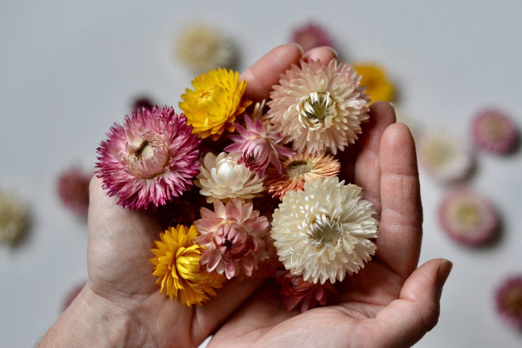 Strawflowers by Harebell and Bee. Flowers head gathered in an arrangers hands.