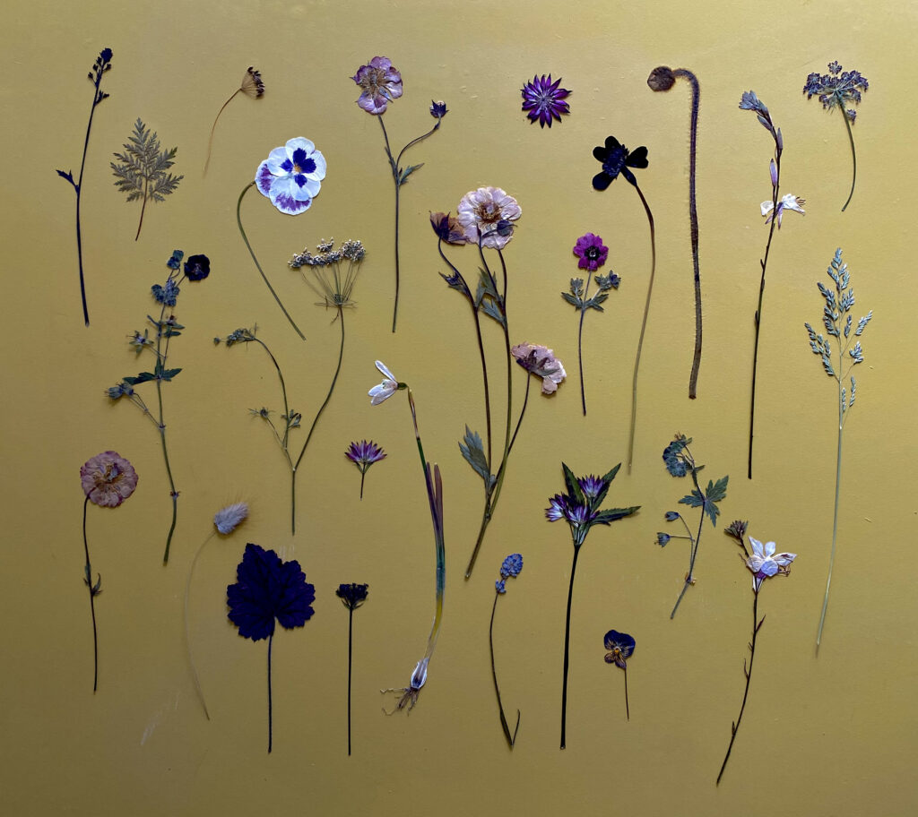 A carefully curated selection of pressed dried flowers are displayed as a stunning flat lay on a piece of gold coloured board by Kirsten of Henthorn Farm Flowers.