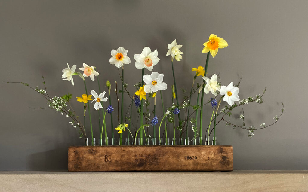 A simple display of cut narcissi varieties. Displayed in test tubes held upright in a weathered wooden holder. By Henthorn Farm Flowers.