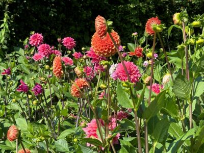 A patch of bright orange and pink pom pom type dahlias glows in the summer sunshine at Meadows Flowers