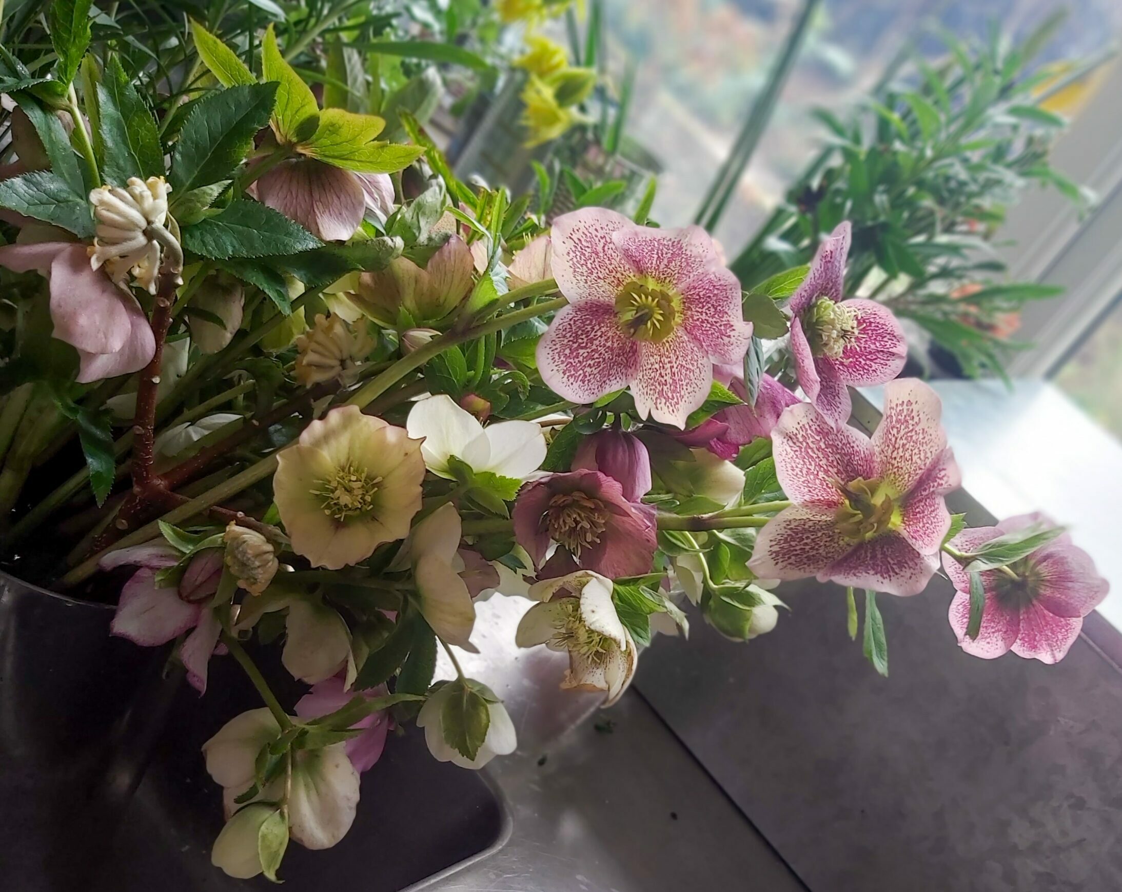 Hellebores are an important flower for British growers at a difficult time of year, and come in a wide range of colours, pinks and purples especially, but also whites, greens and yellows.