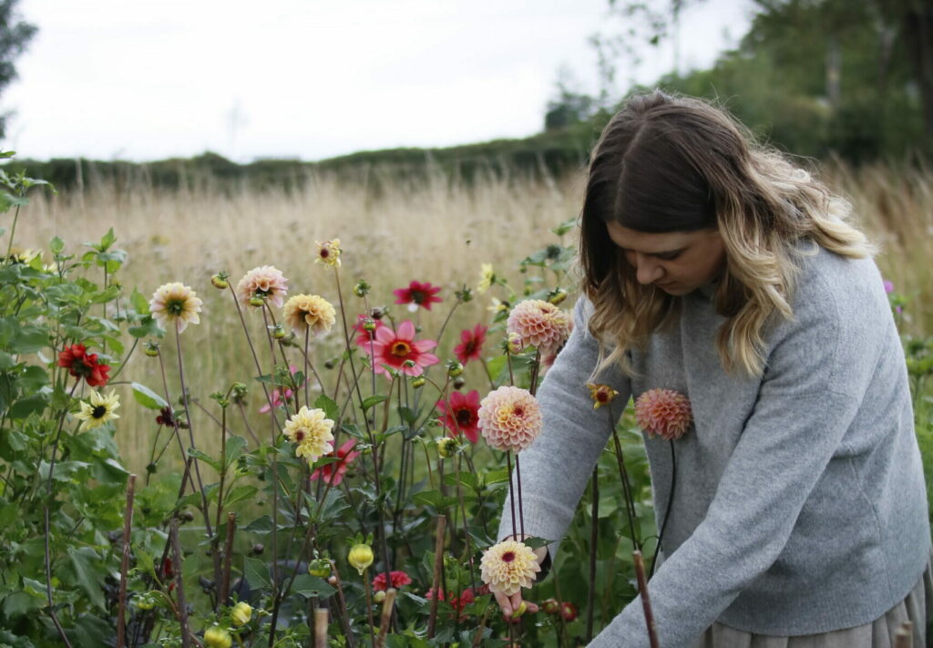 Marianne Slater of Frances and Rose harvesting dahlias against a backdrop of golden late summer grasses