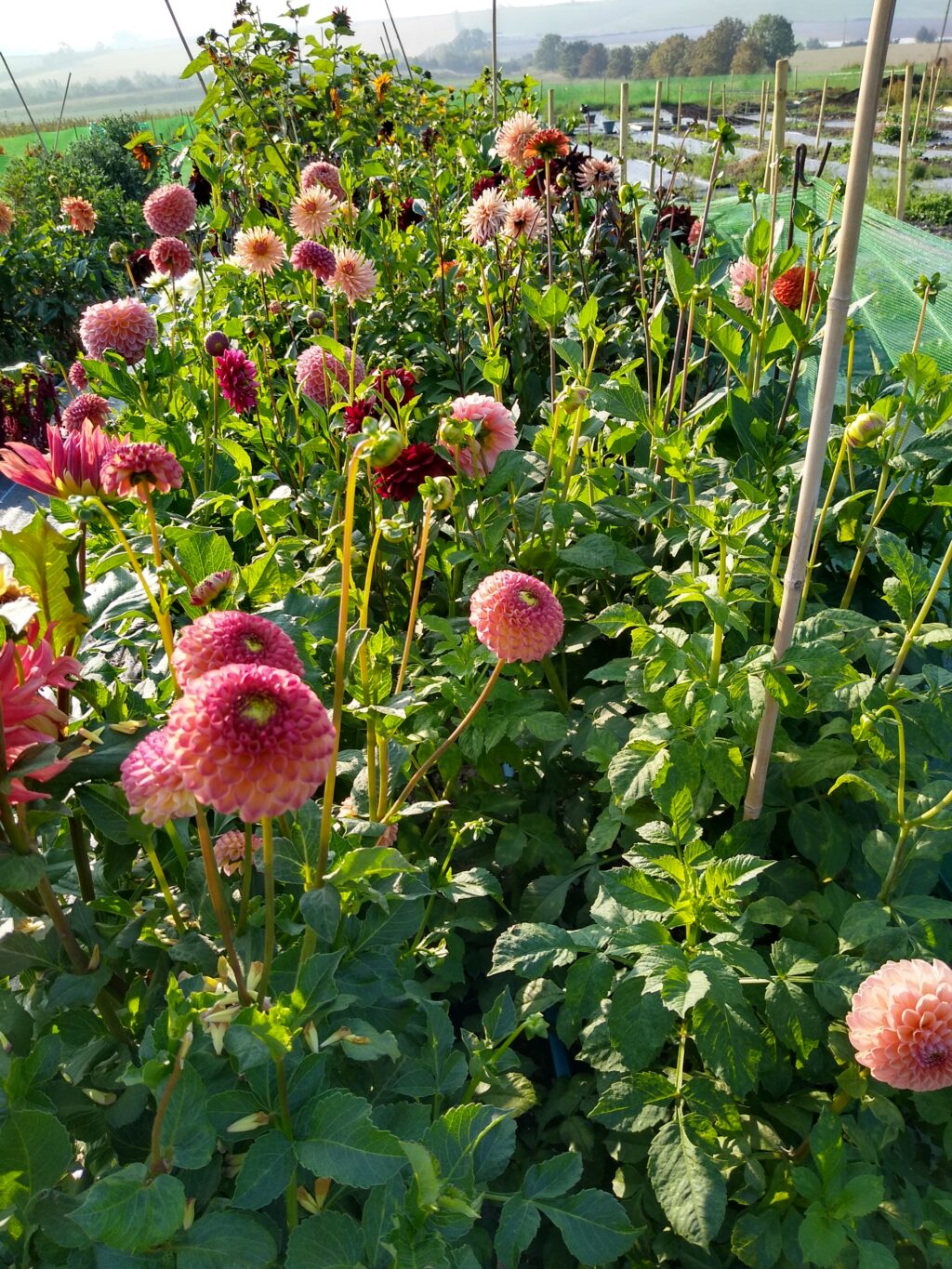 Peach pom pom dahlias seen here growing in the flower field at Nature's Posy.