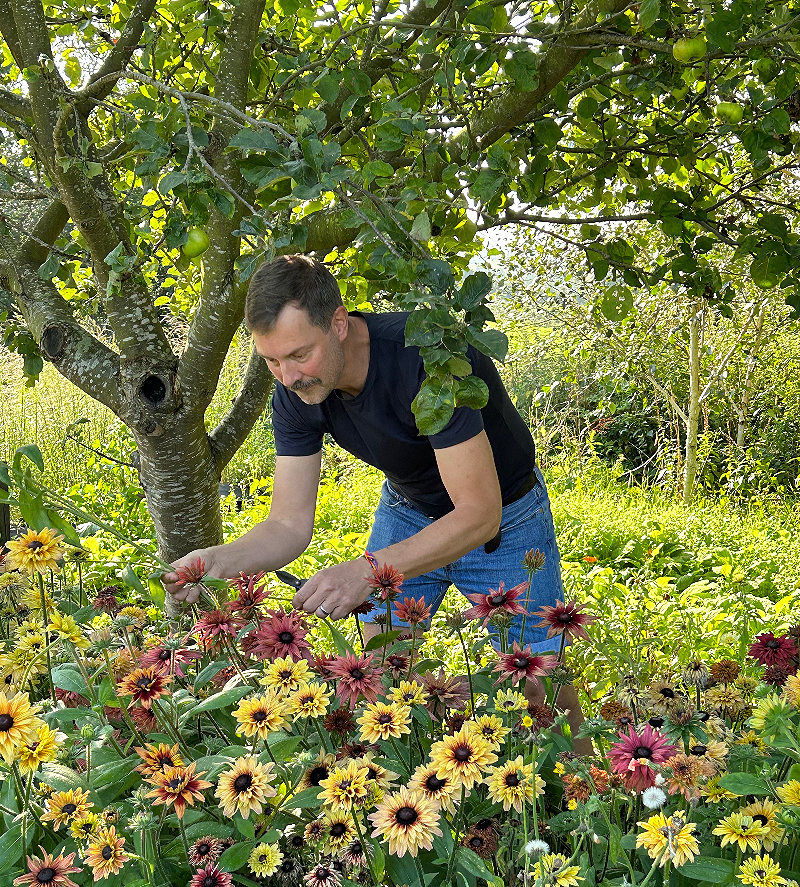 Nicolaus pick rich russet and sandy coloured rudbeckias under a tree at Carol's Garden.