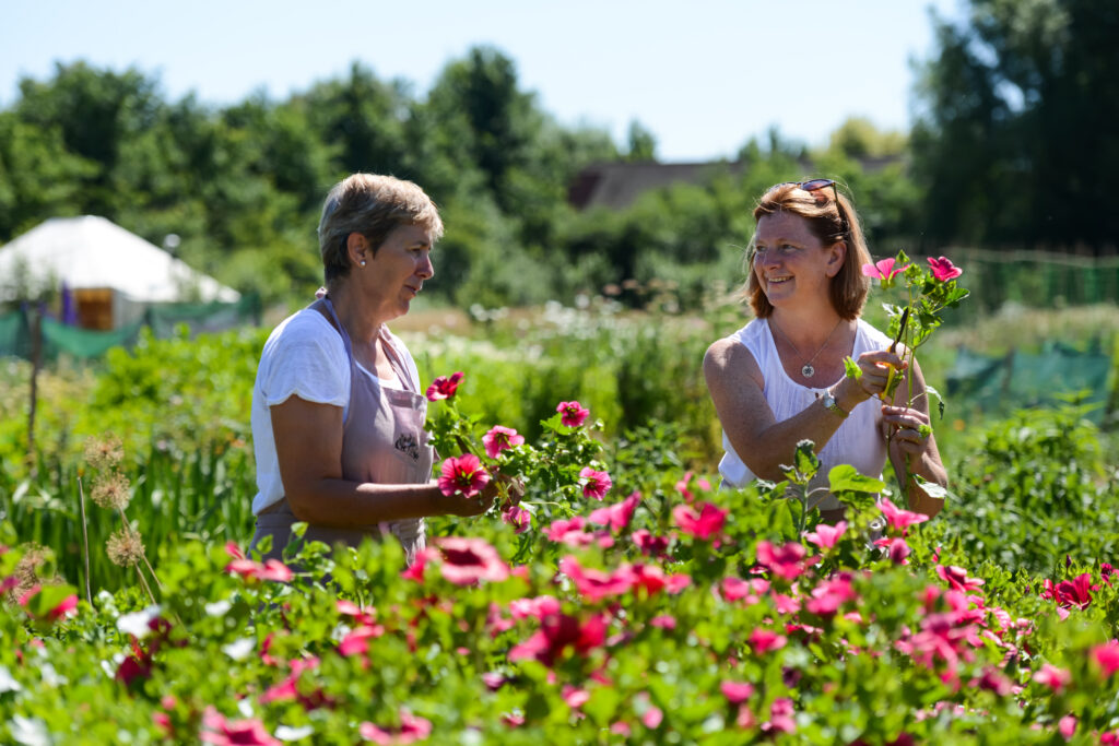 Wendy and Jo of Organic Blooms pick bright pink malope in the sunshine on their Somerset flower farm, which is also a social enterprise.