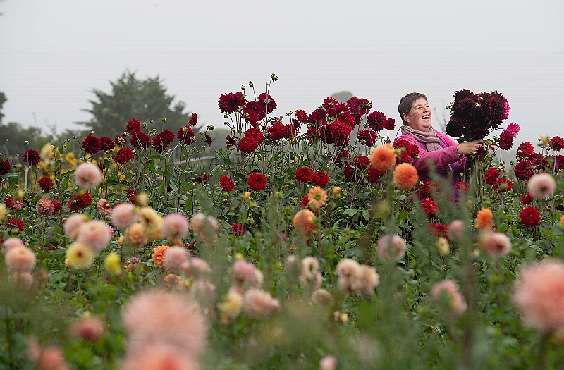 Claire of Plantpassion laughs as she picks a huge bunch of dark coloured dahlias, surrounded by a sea of peach, orange, red and deep plum coloured blooms in her flower field.