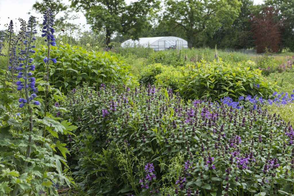 The Quirky Flowers plot full of soft purple agastache and towering blue delphiniums sits on her hilly site, overlooked by the all important polytunnel where she nurtures her seedlings on her flower farm.