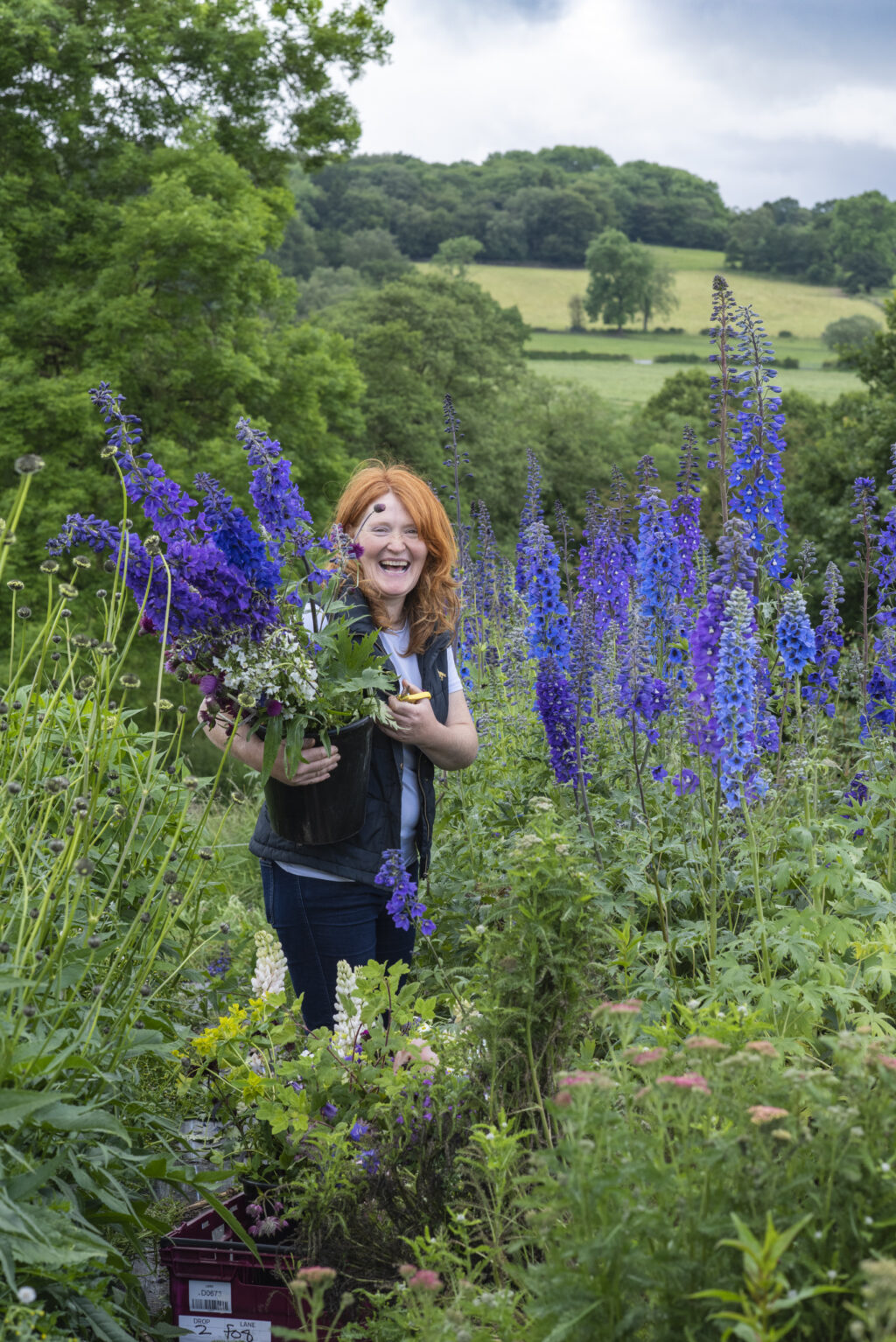 Pam of Quirky Flowers cuts buckets of towering blue delphiniums on her Staffordshire flower farm with the rolling hills of the local countryside in the background.
