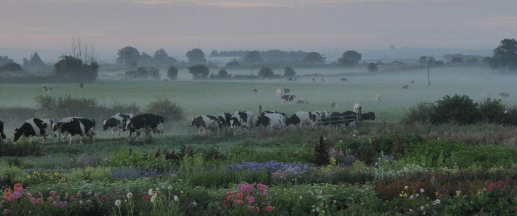 A misty summer sunrise over the bursting flower field in the Staffordhsire landscape as the cows quietly walk past the Quirky Flowers plot on their way to morning milking.