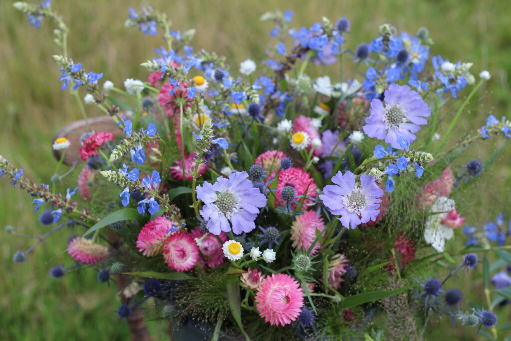 A bucket of British cut flowers packed full of delicate varieites in blues and pinks: cornflowers, strawflowers, scabious, blue alkanet, the tiny daisy form of ammobium Winged Devil, and the blue thistleheads of sea holly. Photo: Ravenshill Flowers