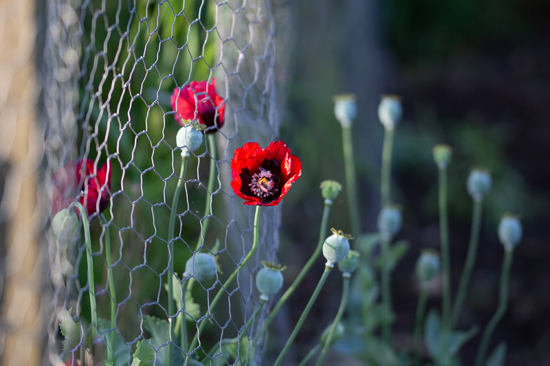 Escaped poppies grow through chicken wire at the allotment.