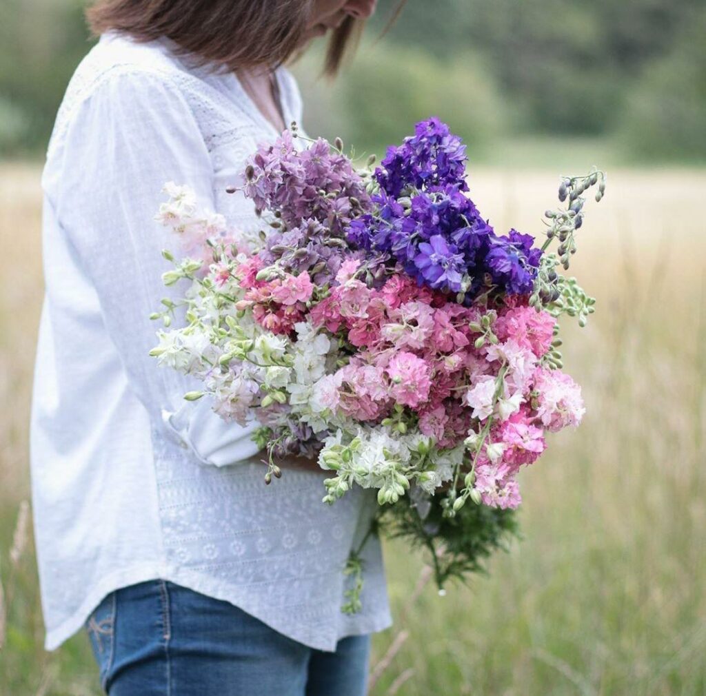 A woman holds a large armful of white, pink and purple Larkspur in a field at Pigpen Flowers