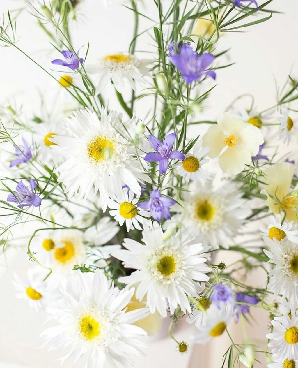 white daisies and violet harebells by Aesme Studios