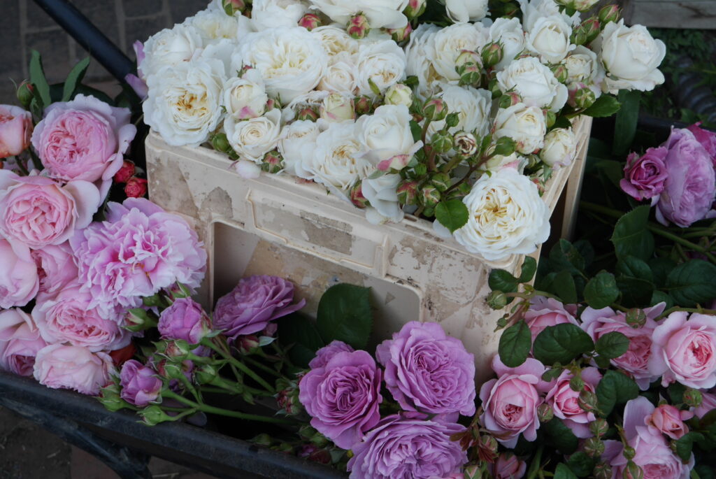 Stokesay flowers - a selection of pink and white cut roses waiting to be arranged. Stokesay Flowers