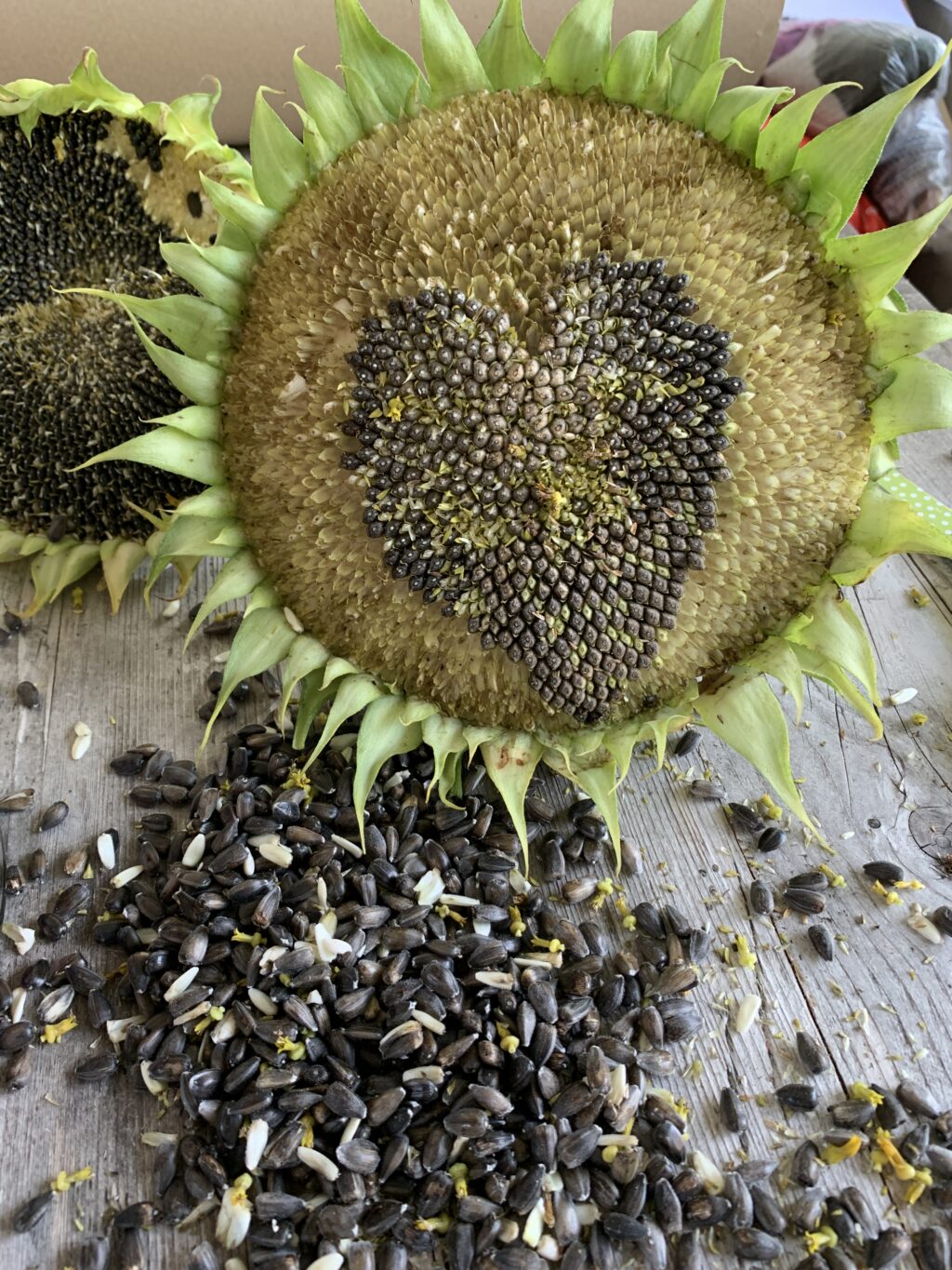 Seeds carefully harvested from a sunflower to leave a heart shape of untouched seeds in its centre