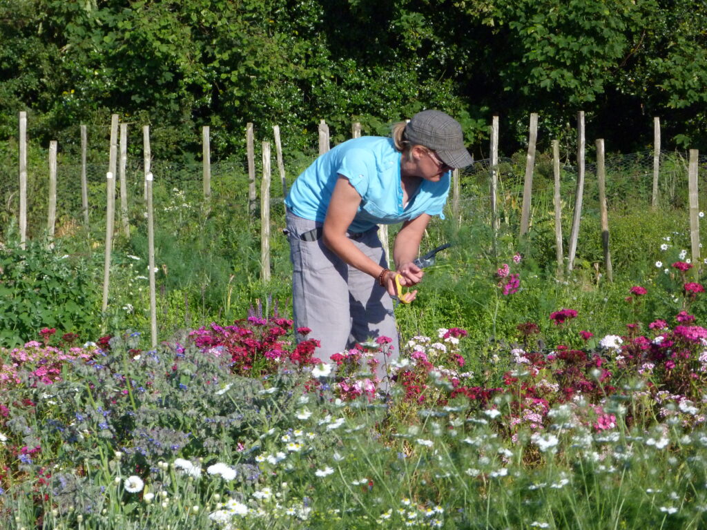 cutting beautiful British flowers at Sussex Cutting Garden in high summer from the flower field