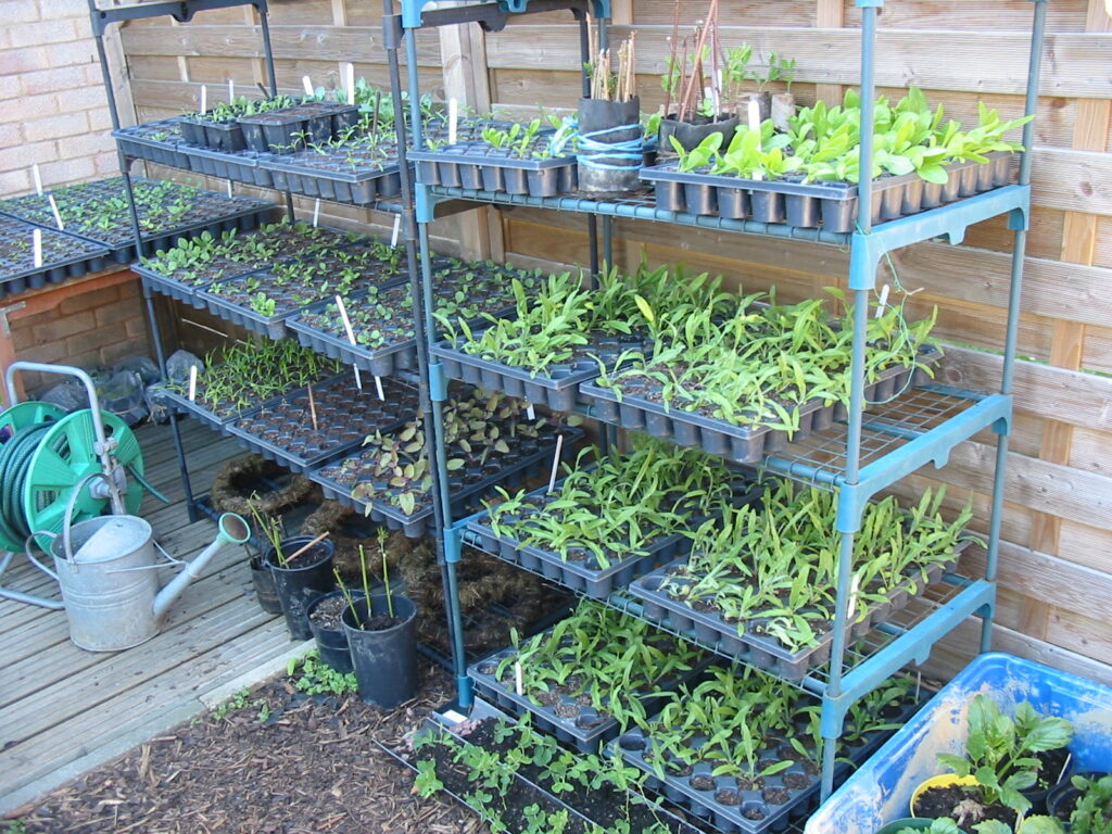 Eager seedlings stacked up on racks waiting to be planted at Sussex Cutting Garden.