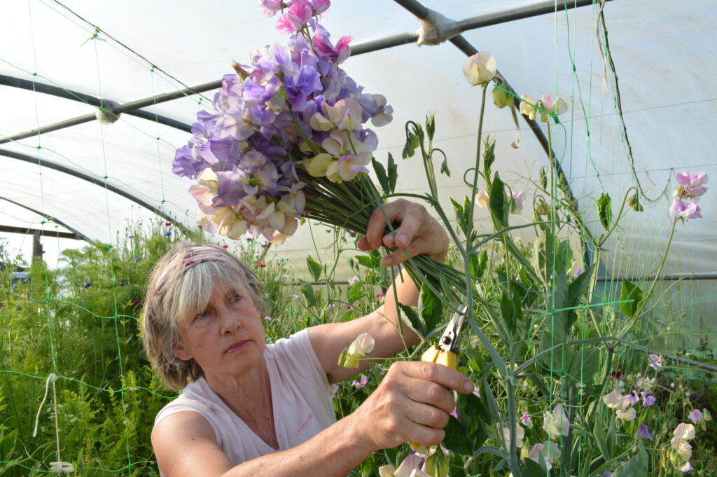 cutting sweet peas in the polytunnel at Sussex Cutting garden