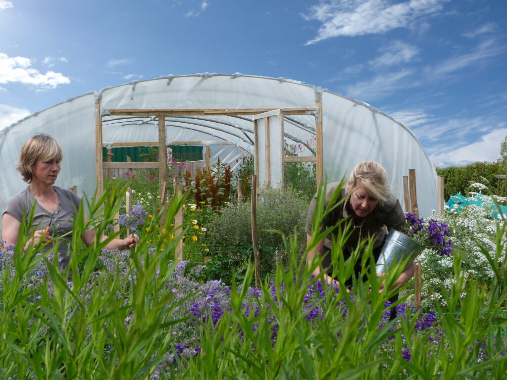 Caroline and Kate of the Sussex Cutting Garden cut their own grown flowers in front of the polytunnel on their flower farm on a sunny summer day.