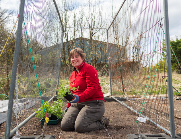 Sweet peas being planted to grow up Heras Fencing at Plantpassion in Surrey. Photo by Kerry J photo