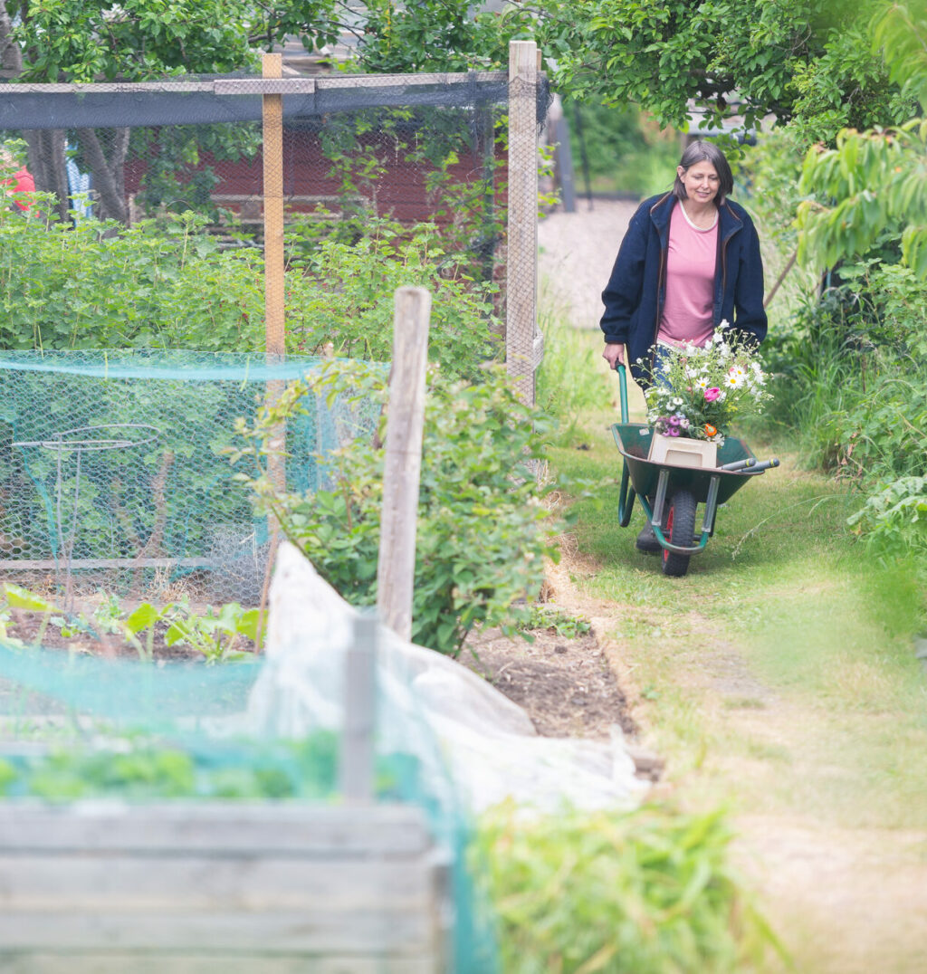 Carole of Tuckshop Flowers pushes a wheelbarrow of flowers back up the hill from her cutting patch.