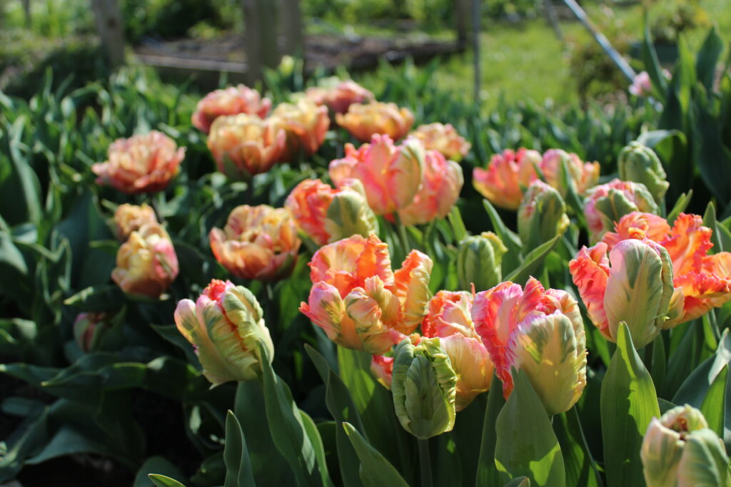 Apricot Parrot tulips growing in the plot at The Floral Potager