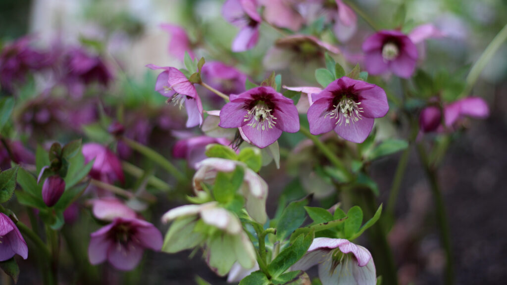 Hellebores in shades of pink and white fill a shady border. Photo: Tuckshop Flowers