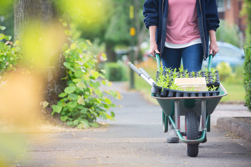 Carole of Tuckshop Flowers pushes a wheelbarrow of seedlings through the streets of Bournville on the way to her flower plot.