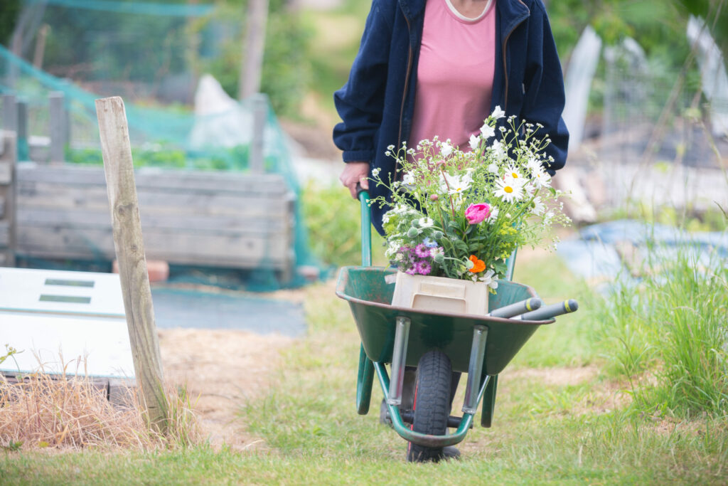 Carole of Tuckshop Flowers pushes her wheelbarrow back home from the allotment. In it is a bucket of bright cut meadow style flowers.