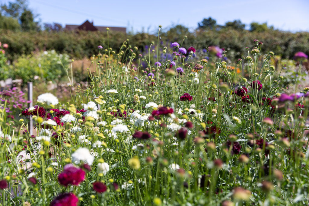 An abundant crop of colourful cut flowers growing in the field under summer blue skies at Wye Valley Flowers.