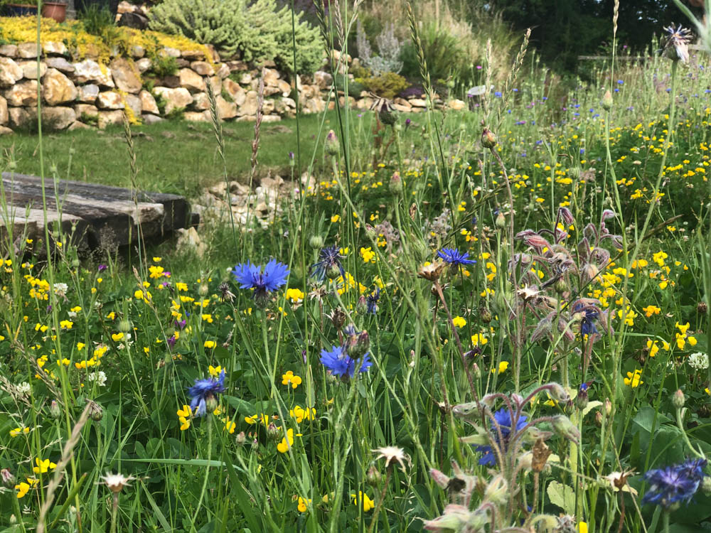 Yalham Hayes Farm flower plot produces buckets of cheery blue cornflowers in early summer.