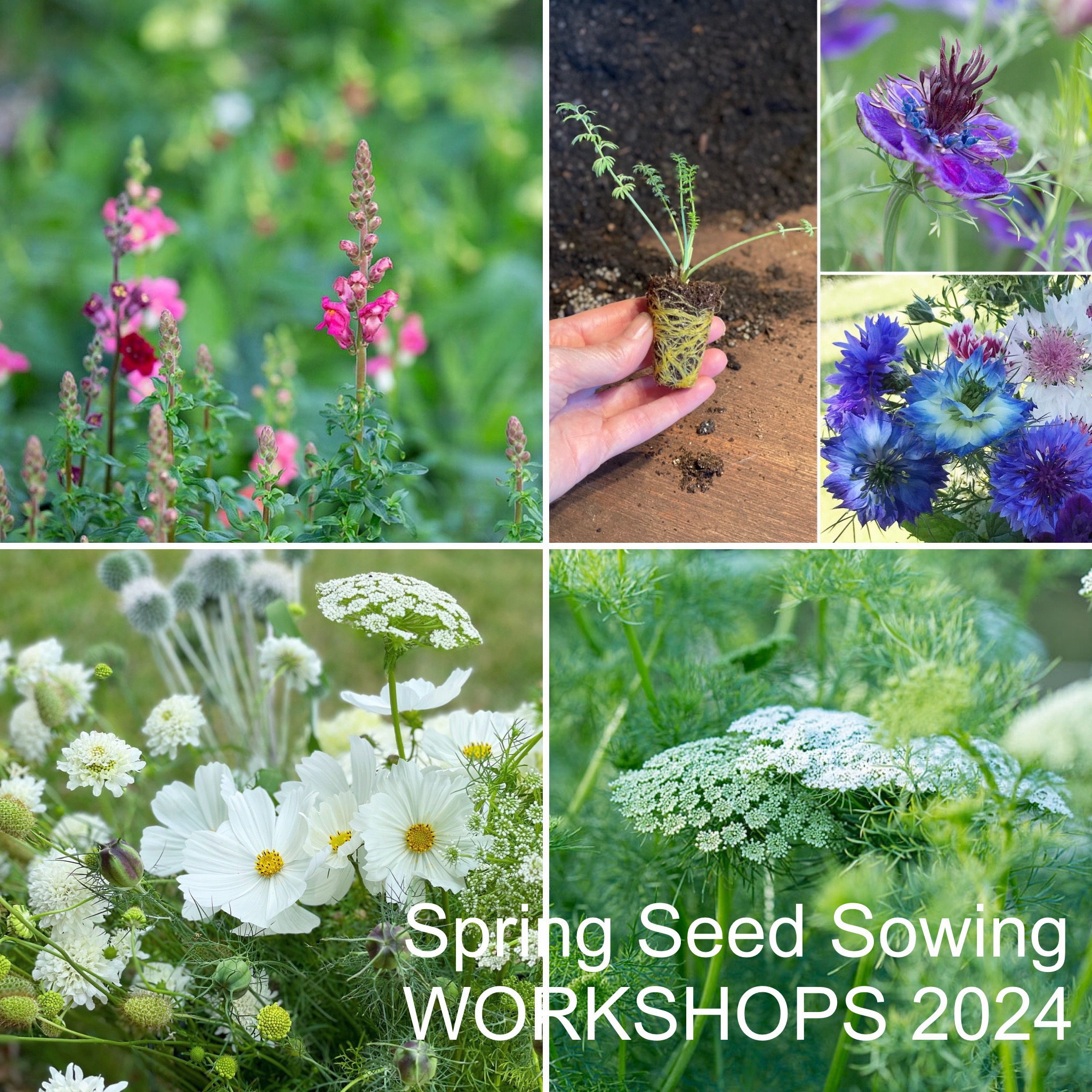 Chiltern Sky Flowers Seed Sowing Workshop